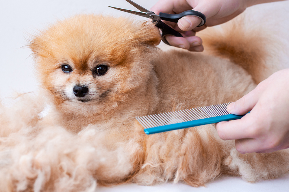 Grooming Bliss: The Art and Importance of Proper Dog Care